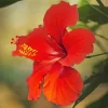Hawaiian Flower Diamond Painting