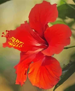 Hawaiian Flower Diamond Painting