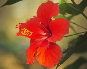 Hawaiian Flower Diamond Painting