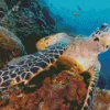 Hawksbill Sea Turtle Diamond Painting