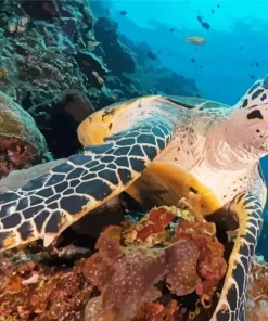 Hawksbill Sea Turtle Diamond Painting