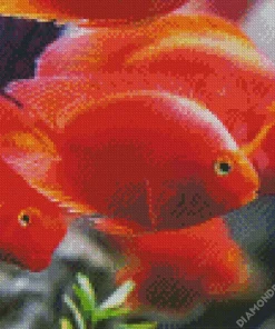 Heart Parrot Fishes Diamond Painting
