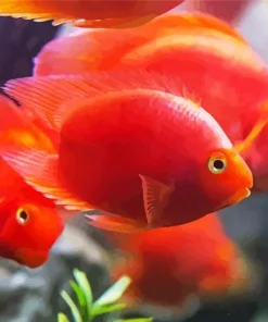 Heart Parrot Fishes Diamond Painting