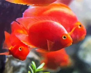 Heart Parrot Fishes Diamond Painting