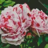 Heirloom Roses Diamond Painting