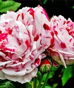 Heirloom Roses Diamond Painting