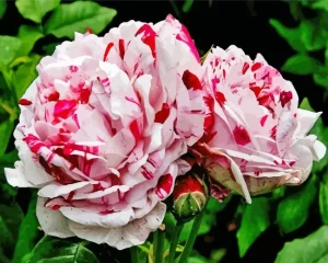 Heirloom Roses Diamond Painting