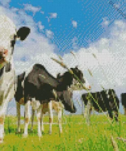 Herd Of Cows Diamond Painting