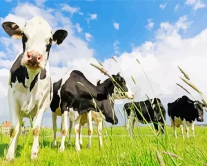 Herd Of Cows Diamond Painting