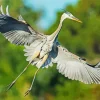 Heron Bird Flying Diamond Painting