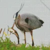 Heron Eating Fish Diamond Painting