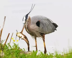 Heron Eating Fish Diamond Painting