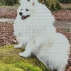 Japanese Spitz Dog Diamond Painting