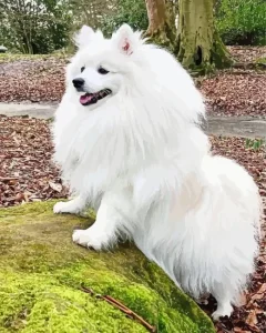 Japanese Spitz Dog Diamond Painting