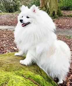 Japanese Spitz Dog Diamond Painting