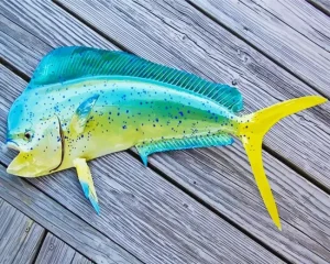 Mahi Mahi Fish Diamond Painting