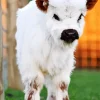 Miniature Cow Diamond Painting
