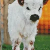 Miniature Cow Diamond Painting