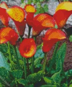 Orange Calla Lilies Diamond Painting