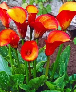 Orange Calla Lilies Diamond Painting