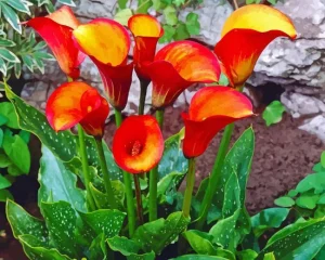 Orange Calla Lilies Diamond Painting