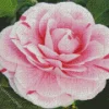Camellia Flower Diamond Painting