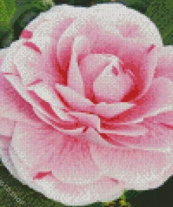 Camellia Flower Diamond Painting