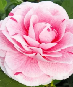 Camellia Flower Diamond Painting