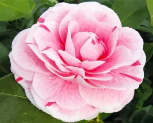 Camellia Flower Diamond Painting