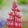 Pink Lupine Flower Diamond Painting