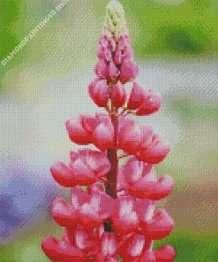 Pink Lupine Flower Diamond Painting