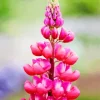 Pink Lupine Flower Diamond Painting