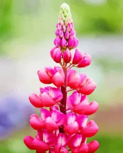 Pink Lupine Flower Diamond Painting