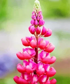 Pink Lupine Flower Diamond Painting