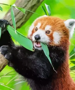 Red Panda Diamond Painting