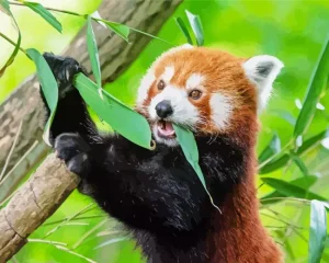 Red Panda Diamond Painting