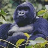 Silverback Gorilla Diamond Painting