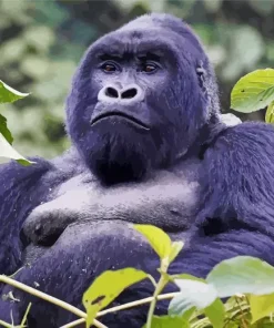 Silverback Gorilla Diamond Painting