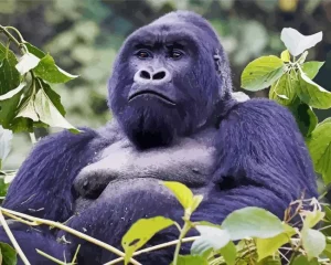 Silverback Gorilla Diamond Painting