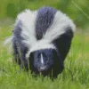 Striped Skunk Diamond Painting