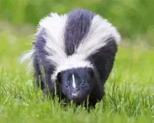 Striped Skunk Diamond Painting