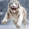 Tiger Roaring Diamond Painting
