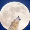 Wolf In Moon Diamond Painting