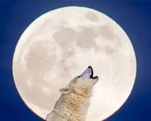 Wolf In Moon Diamond Painting