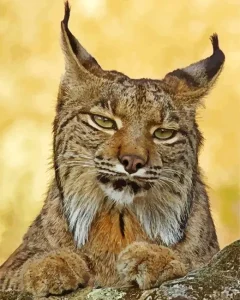 Cool Bobcat Face Diamond Painting