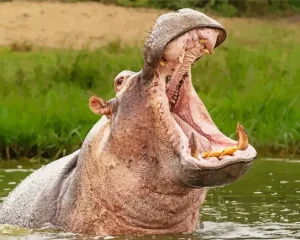 Gray Hippopotamus Diamond Painting